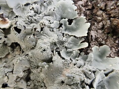 Flavoparmelia caperata