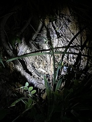 Bungarus multicinctus