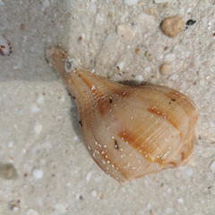 Fulguropsis spirata