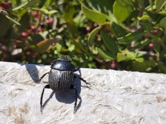 Scarabaeus laticollis