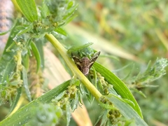 Tabanidae