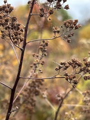 Spiraea alba
