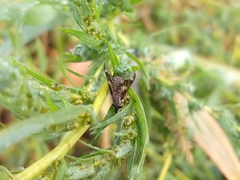 Tabanidae