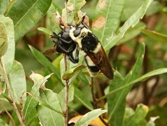 Mallophora bomboides