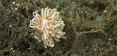 Phyllodesmium crypticum