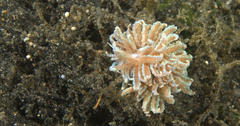 Phyllodesmium crypticum