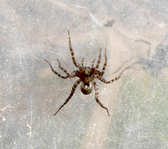 Arctosa perita