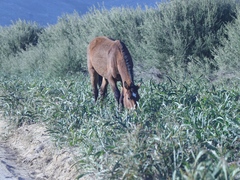 Equus quagga