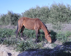 Equus quagga