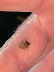 Holcostethus limbolarius