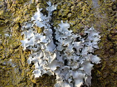 Parmotrema clavuliferum