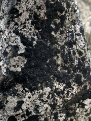 Lichinaceae