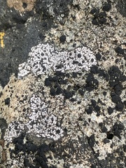 Lichinaceae