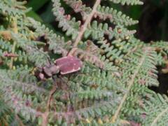 Cicindelinae