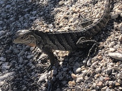 Cyclura nubila caymanensis