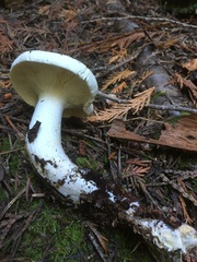 Leucopaxillus