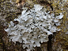 Parmotrema clavuliferum