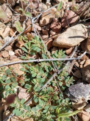 Euphorbia stictospora