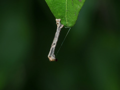 Ectropis
