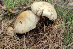 Agaricus arvensis