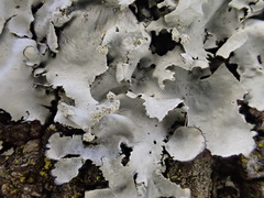Parmotrema clavuliferum