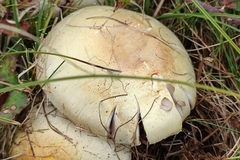 Agaricus arvensis