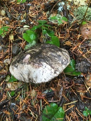 Boletopsis grisea