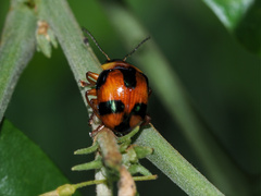 Callidemum discorufum