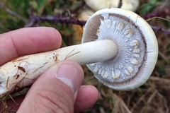 Agaricus arvensis