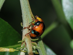 Callidemum discorufum