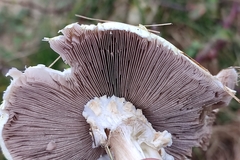 Agaricus arvensis