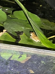 Polypedates megacephalus