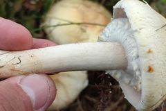 Agaricus arvensis