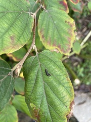 Fothergilla gardenii