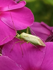 Adelphocoris quadripunctatus