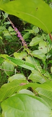Tadehagi triquetrum