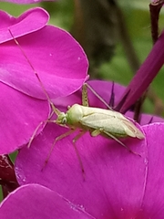 Adelphocoris quadripunctatus