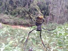 Trichonephila inaurata madagascariensis
