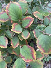 Fothergilla gardenii