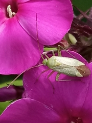 Adelphocoris quadripunctatus