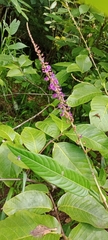Tadehagi triquetrum
