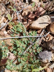 Euphorbia stictospora