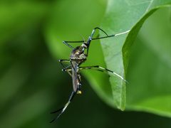 Toxorhynchites speciosus