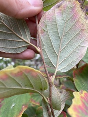 Fothergilla gardenii