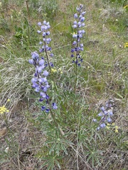 Lupinus saxosus