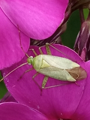 Adelphocoris quadripunctatus