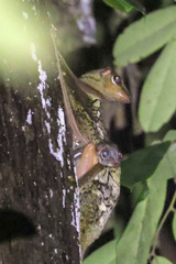 Galeopterus variegatus