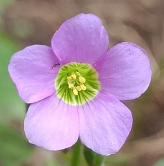 Oxalis latifolia