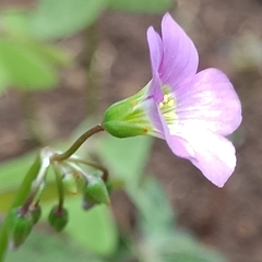Oxalis latifolia