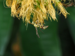 Ropalidia romandi